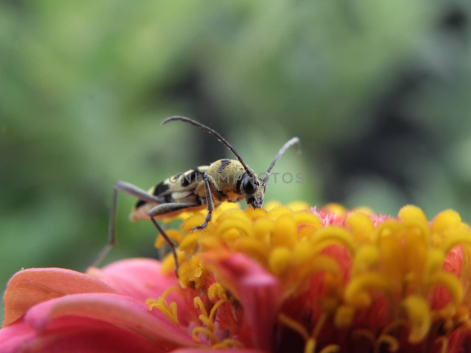 A longhorn beetle eating nectar from a flower.
