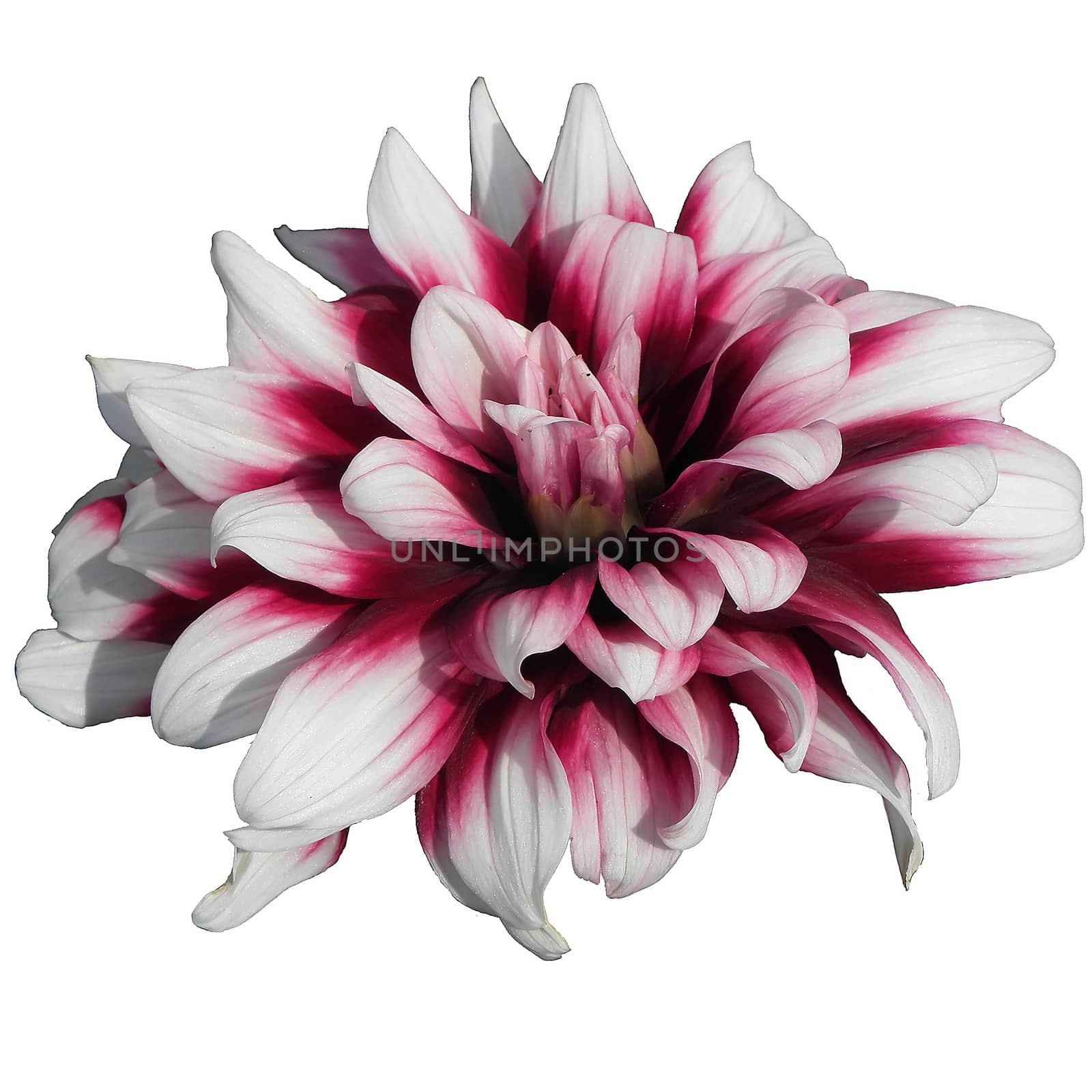 Purple dahlia on white background .  by dadalia