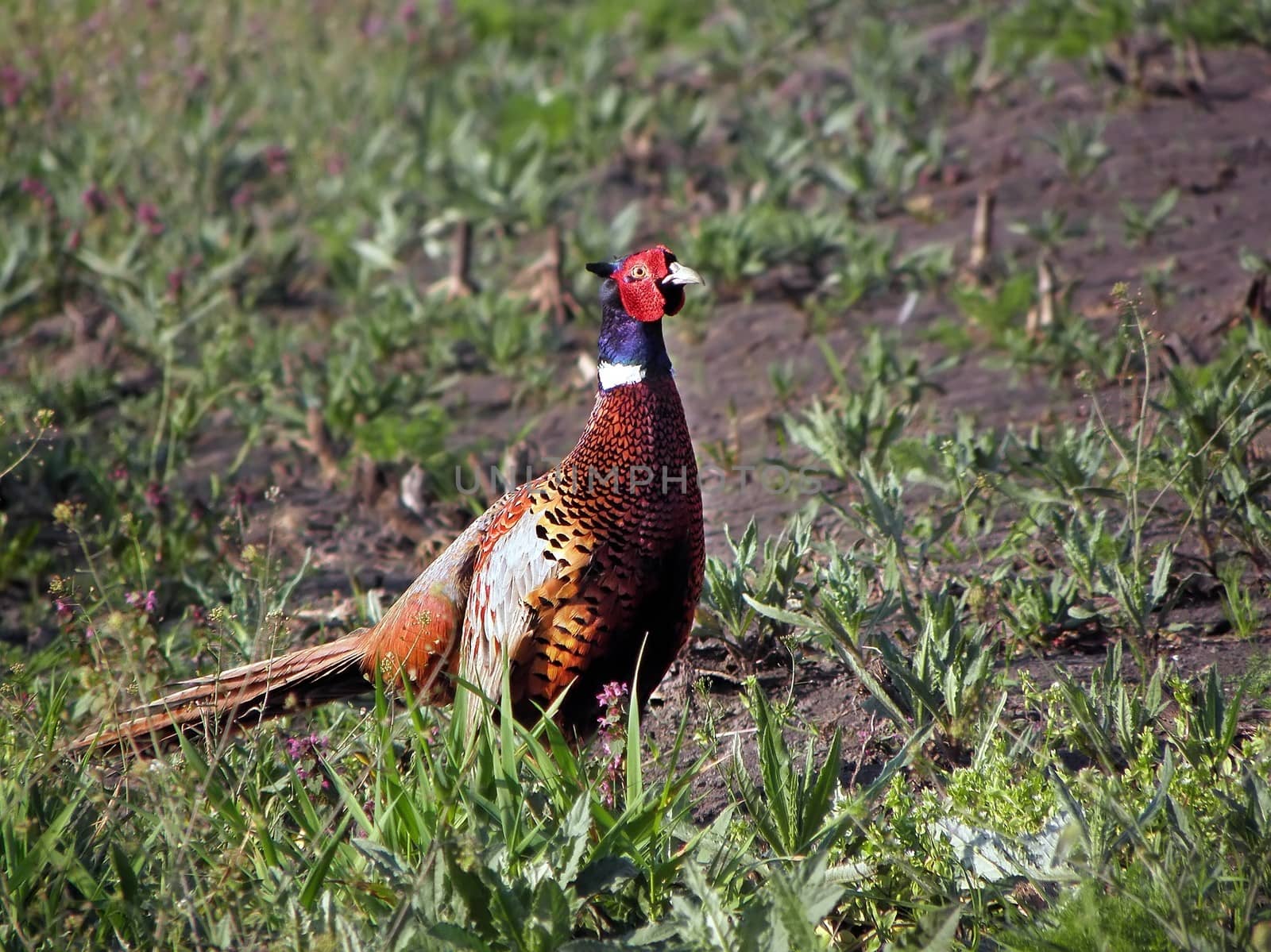 Pheasants in the field . by dadalia