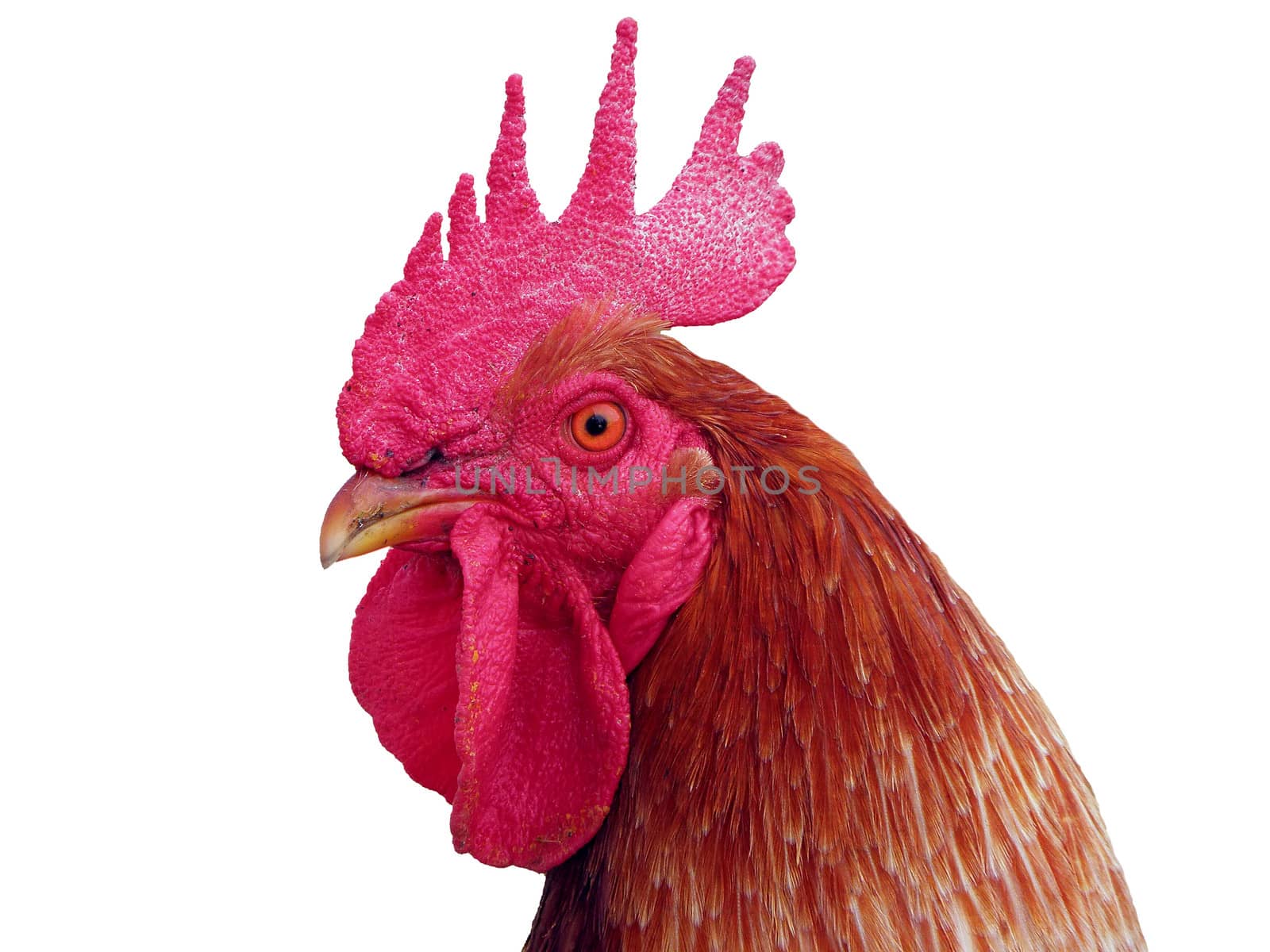 Red rooster, white background. white, livestock, colorful,