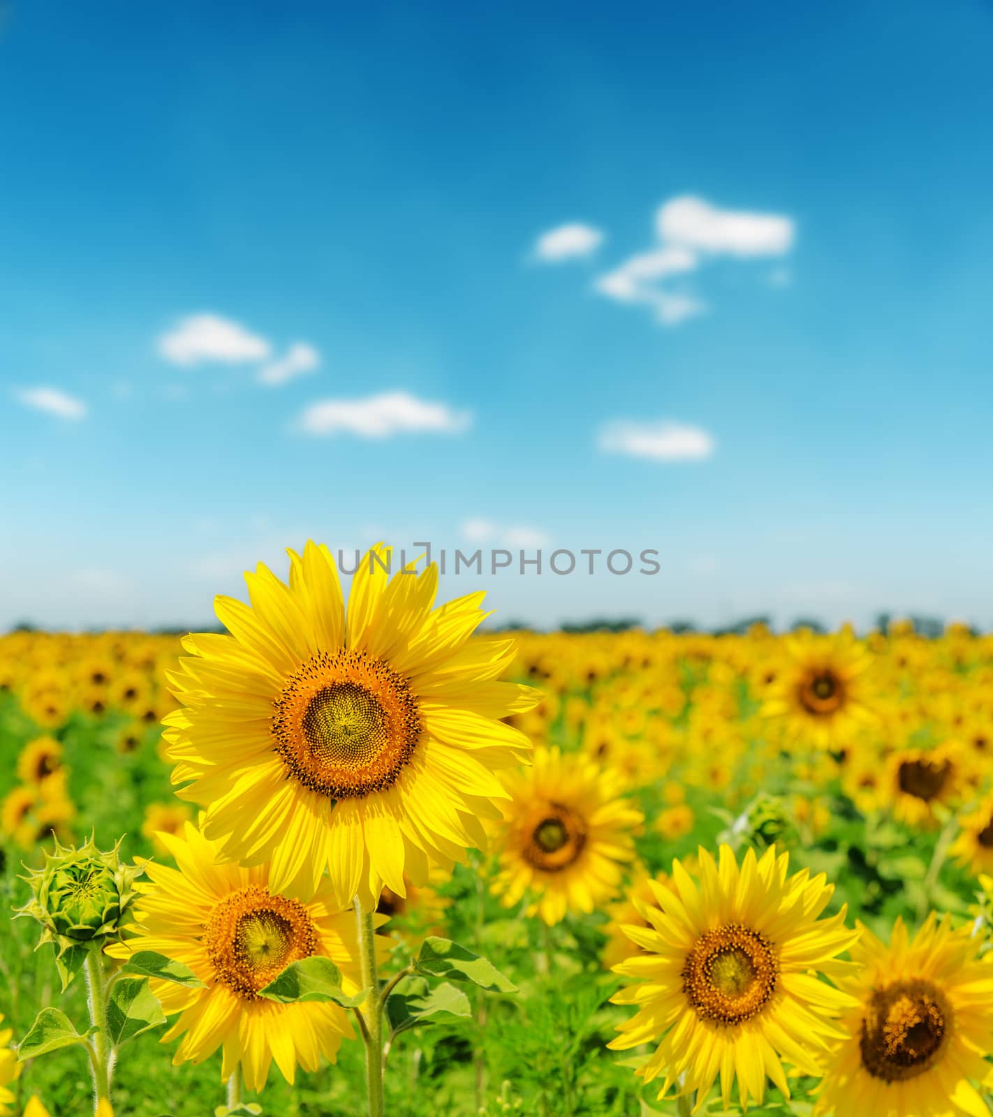 landscape with sunflower field and cloudy blue sky by mycola