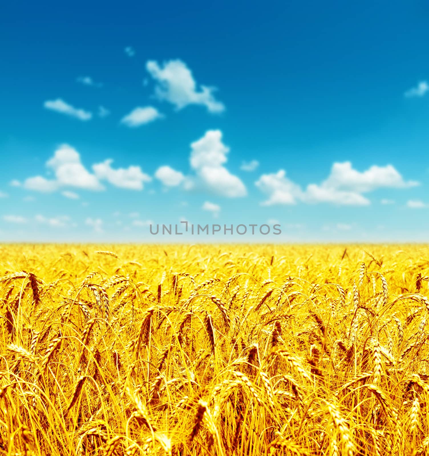 field of golden wheat under cloudy sky by mycola