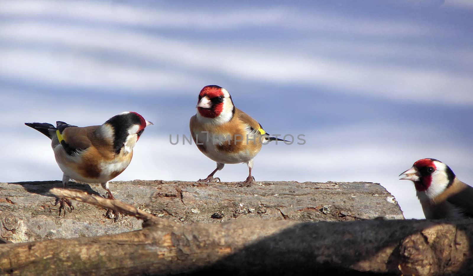 goldfinch birds argue , nature, wildlife, branch, yellow