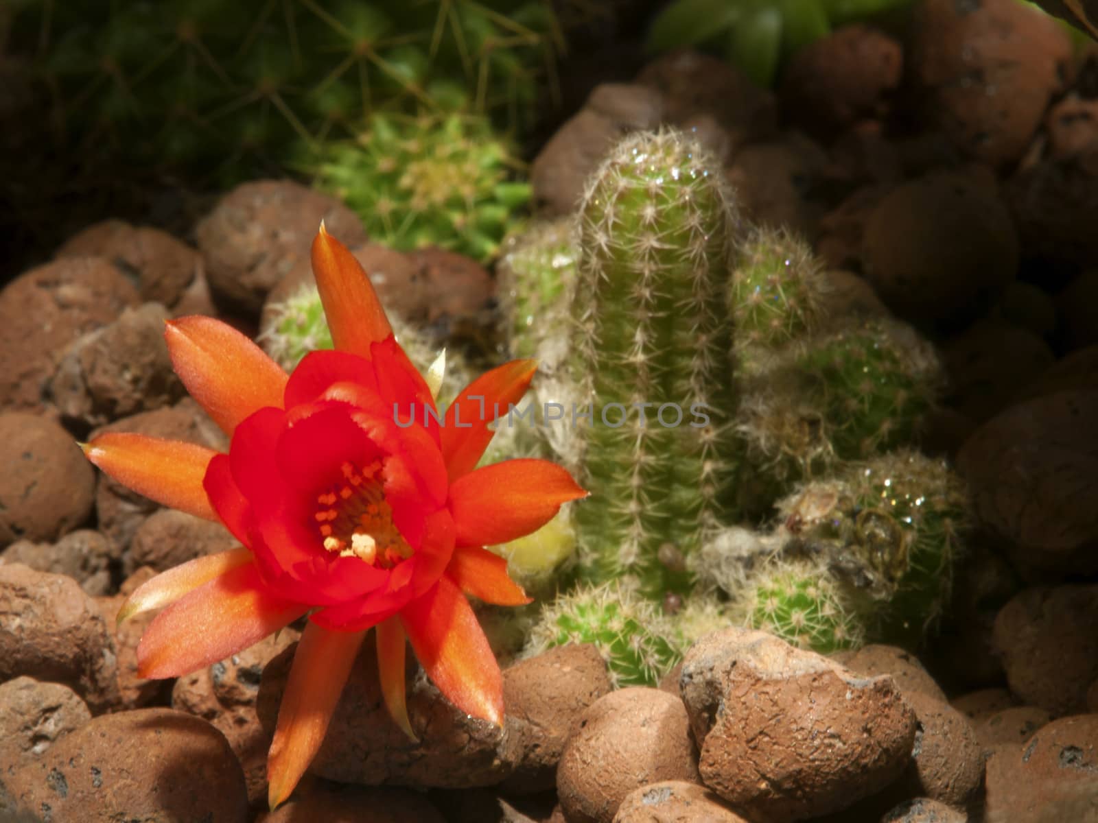 cactus flower in a natural environment