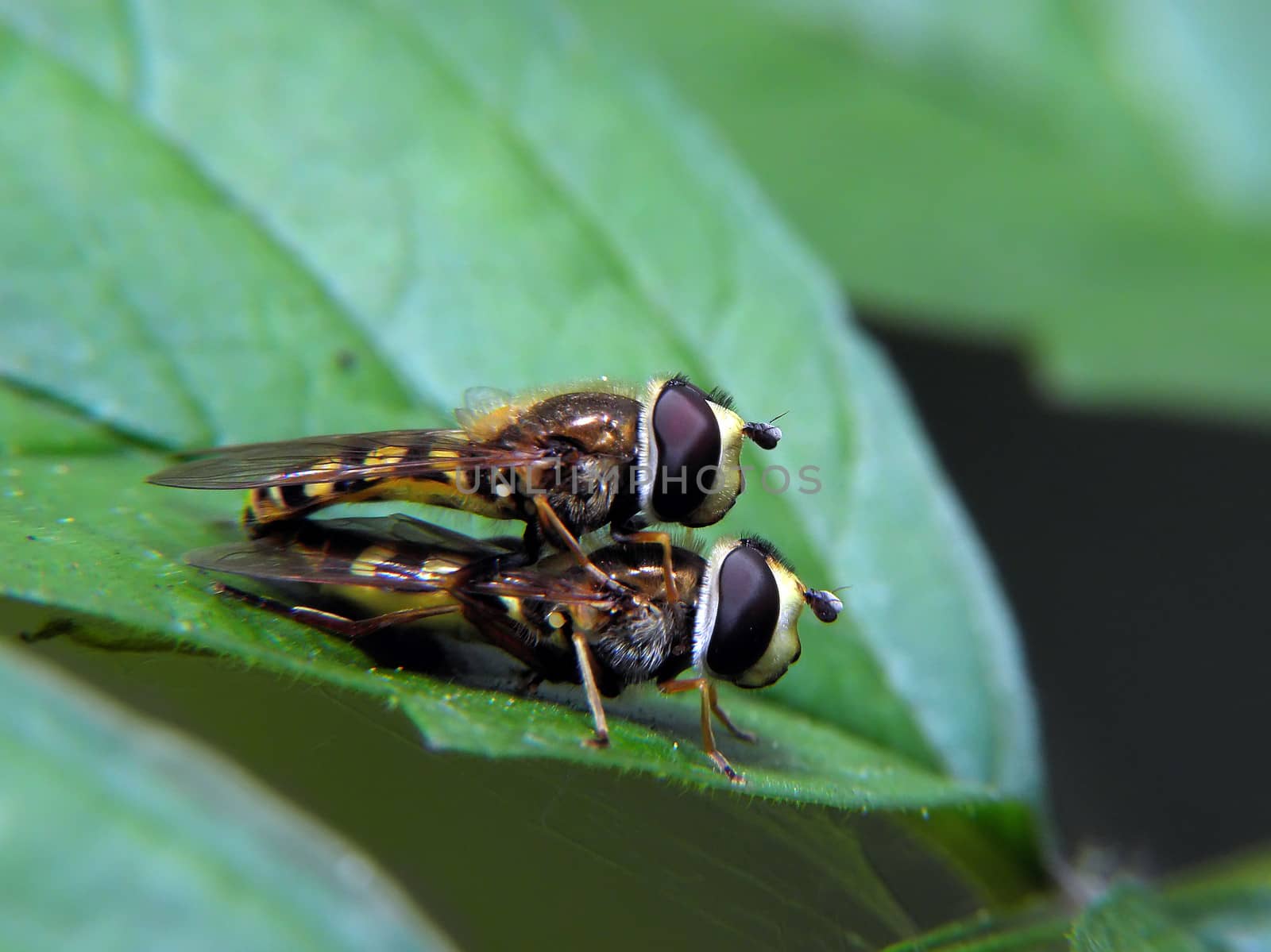 Hoverfly wedding under the leaves. insect, nature, macro