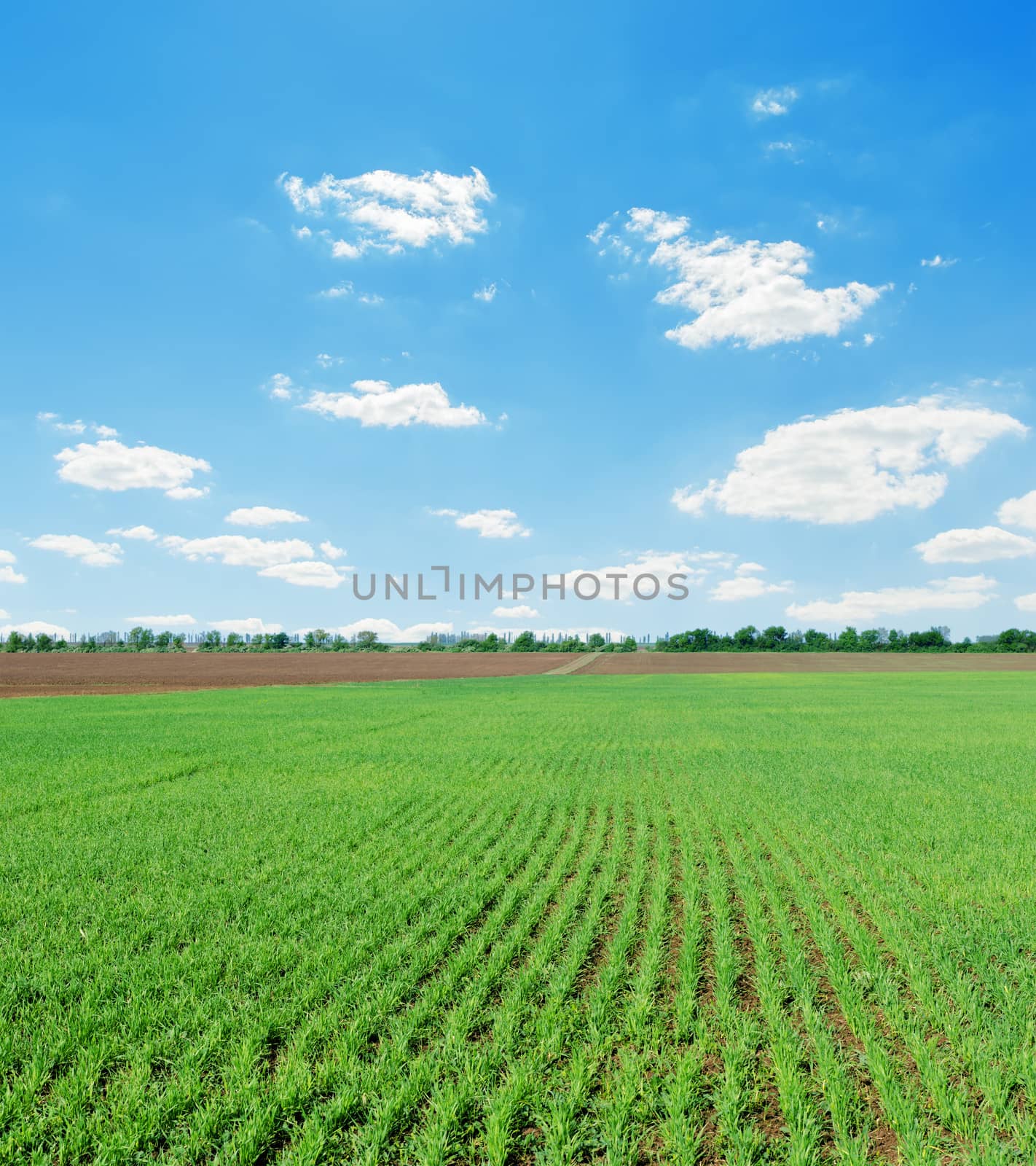 green spring field and blue cloudy sky