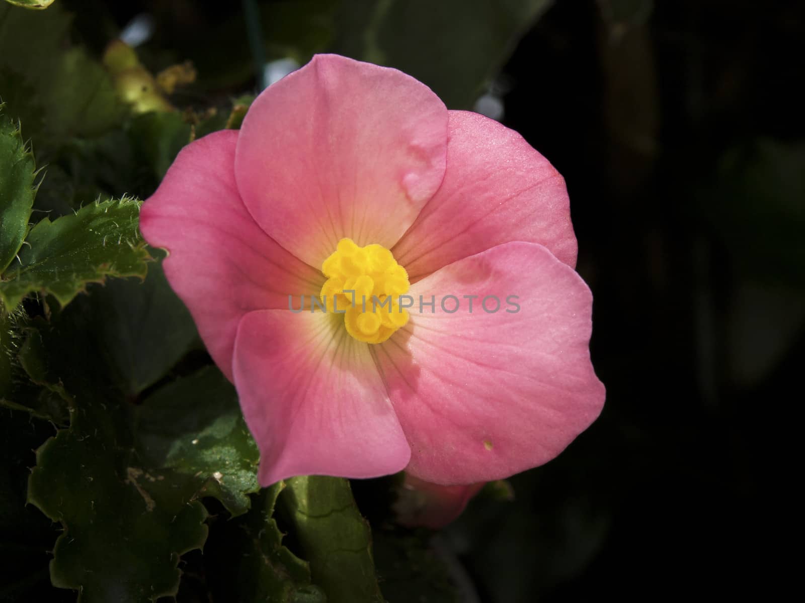 Begonia corallina by kees59