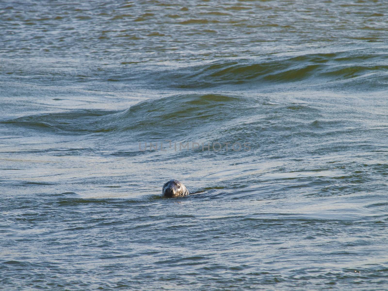 seal swimming in the North Sea by kees59