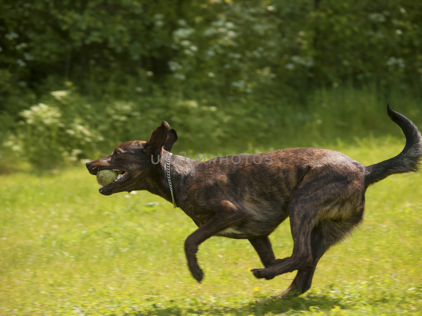 running dog with ball in his mouth