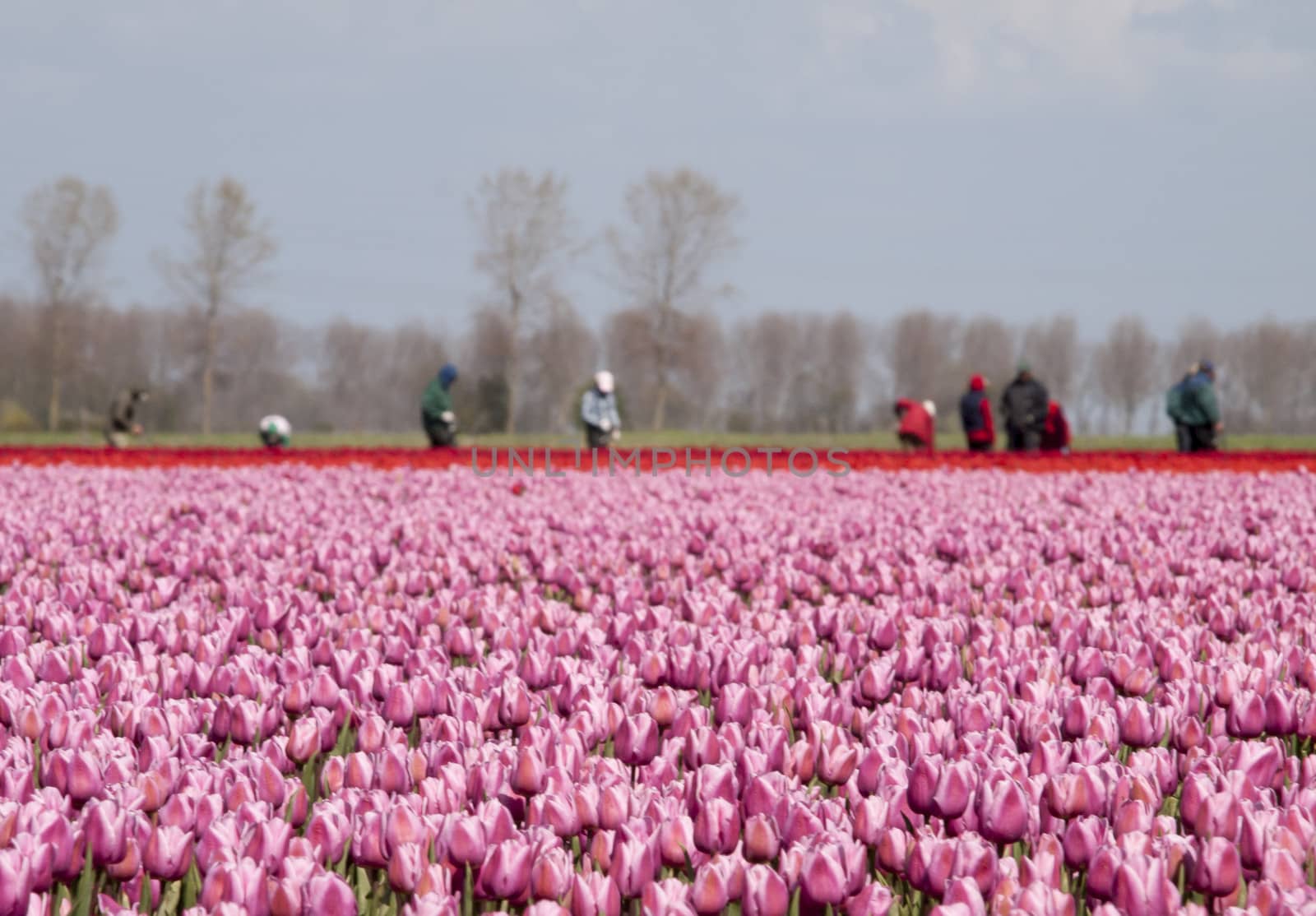 tulip field with working people by kees59