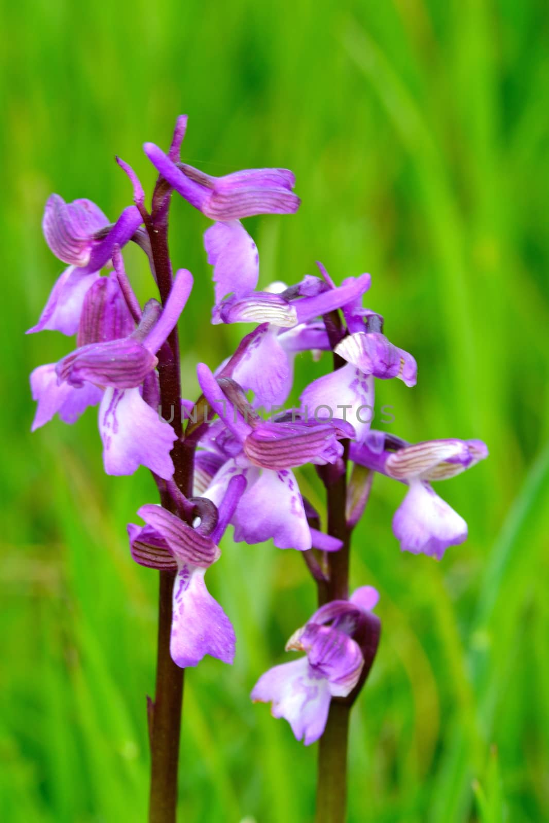 Purple Orchid in close up