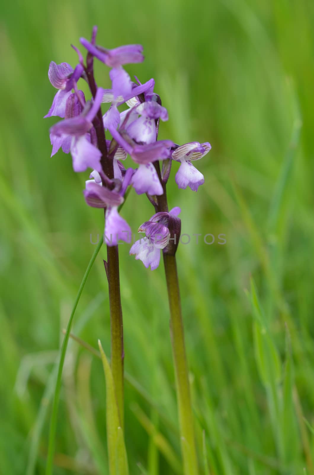 Green winged Orchid