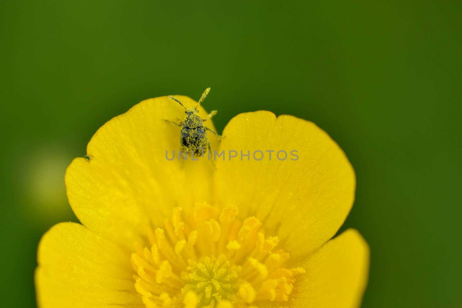 Tiny beatle on Buttercup