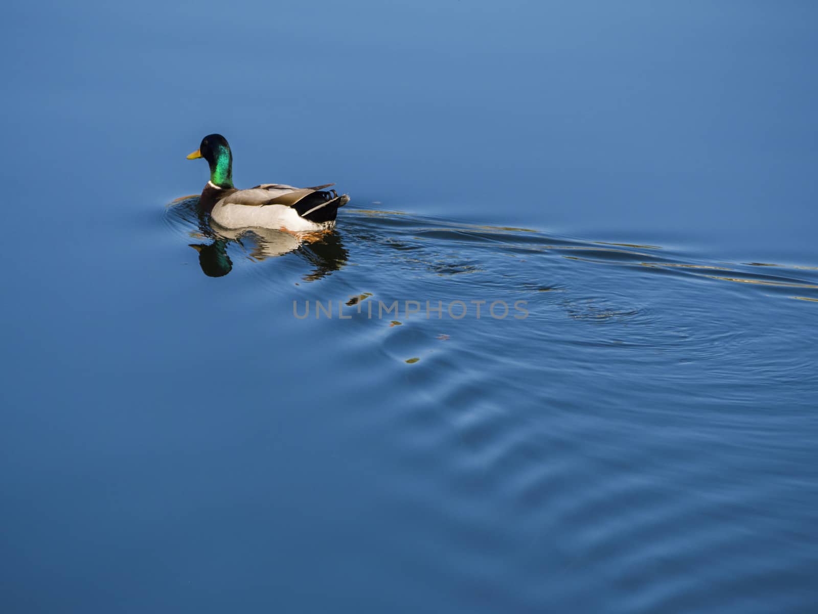 Duck swimming by f/2sumicron
