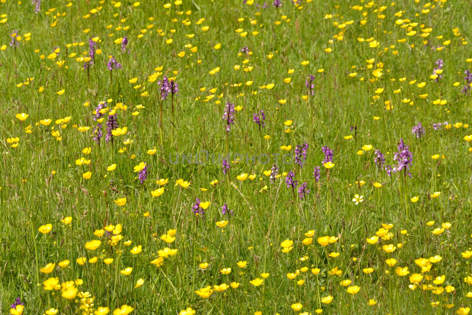 buttercups and orchids