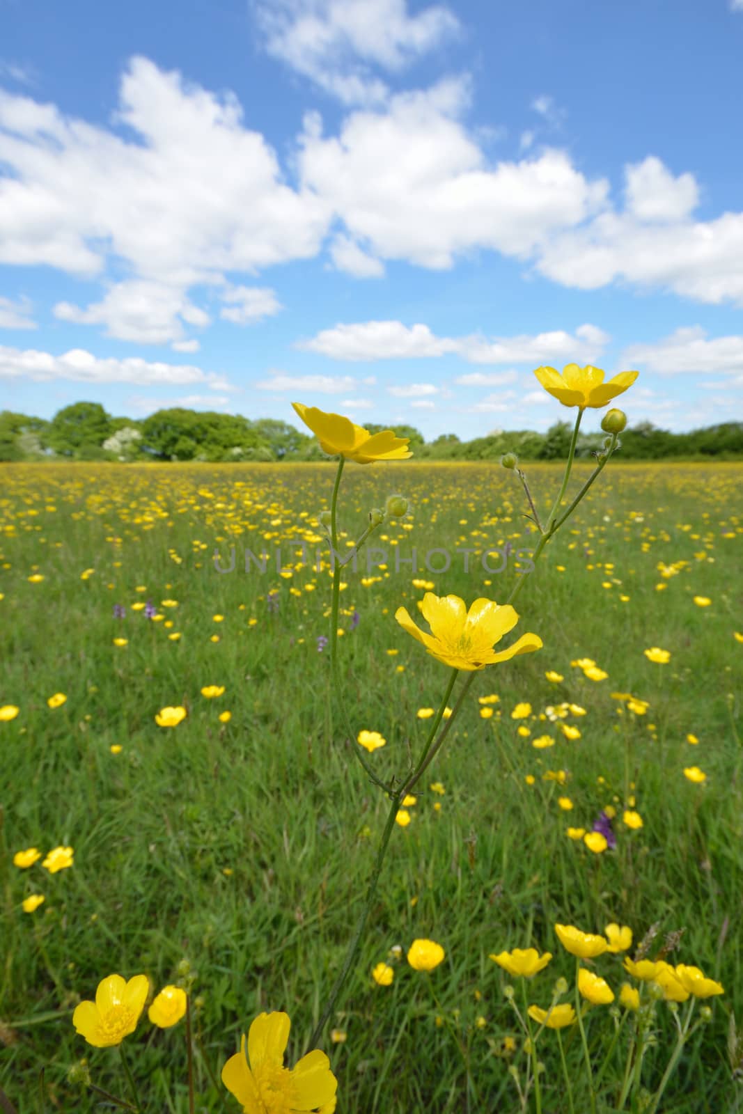 Buttercup with sky by pauws99