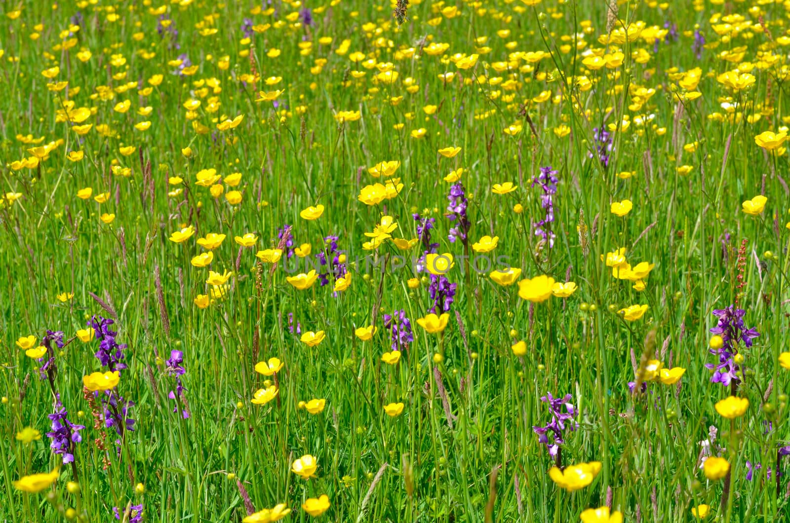 Wild Flower Meadow