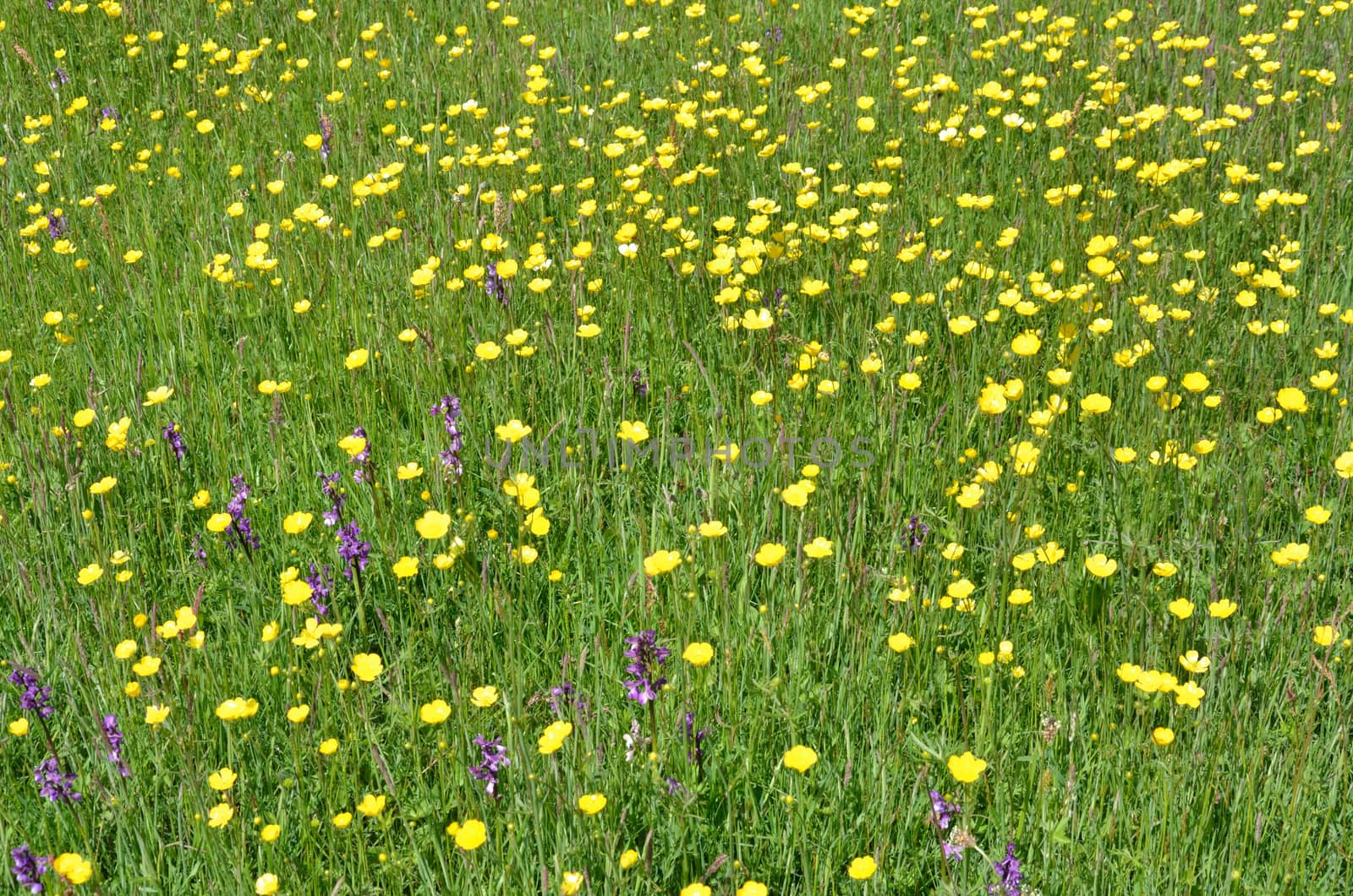 Meadow Detail with Buttercups and Orchids