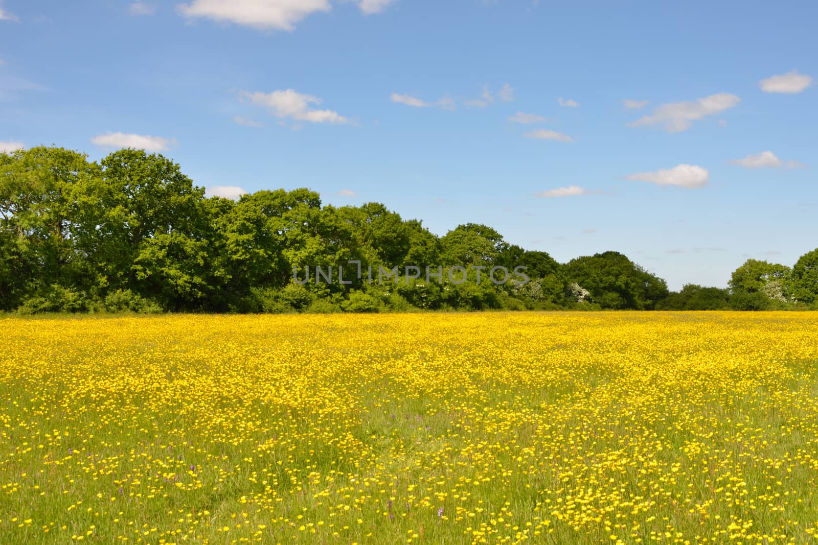 Buttercup meadow by pauws99