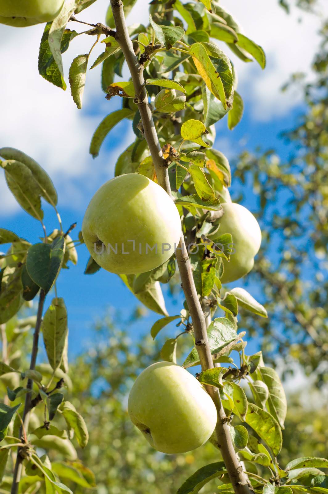 harvest of ripe green apples on a branch