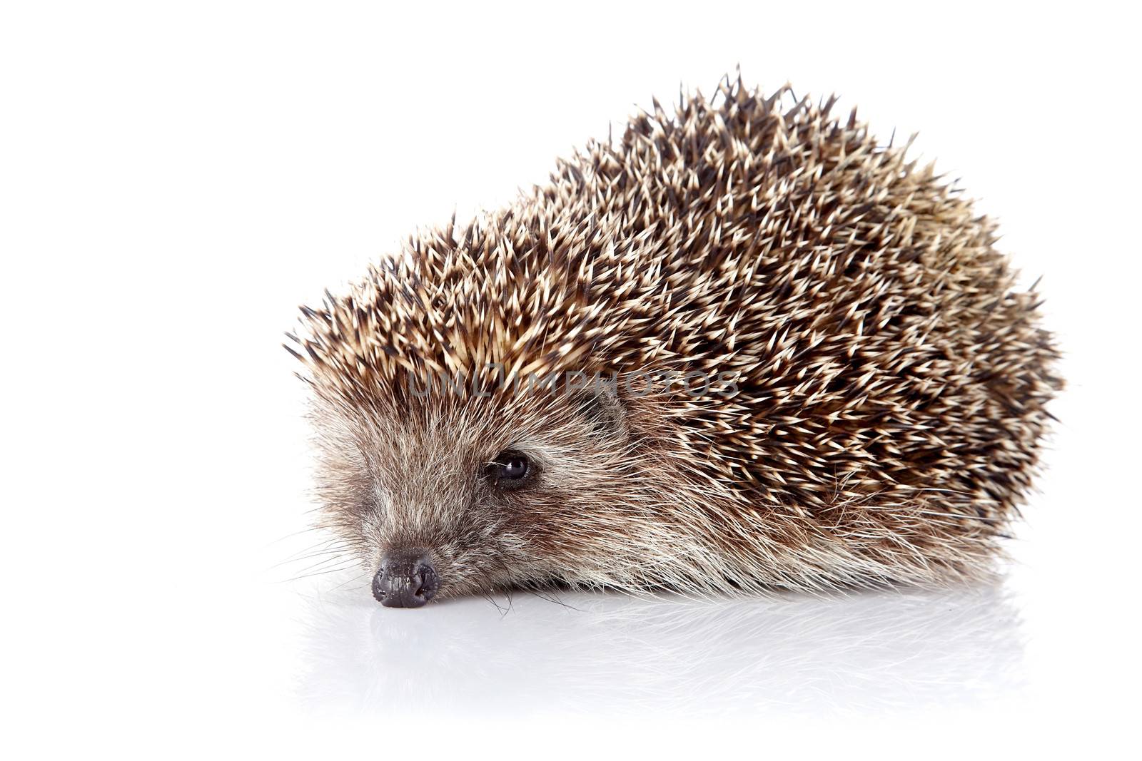 Prickly hedgehog. Ordinary hedgehog. Omnivore. Prickly animal.