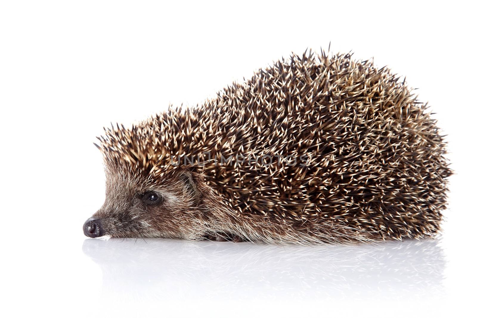 Hedgehog on a white background by Azaliya