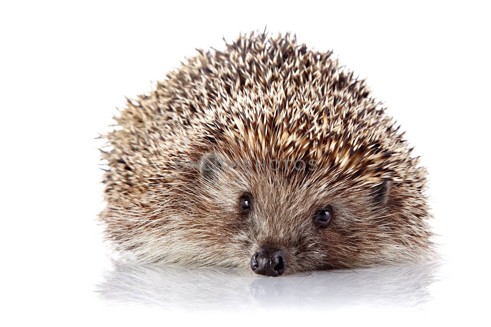 Prickly hedgehog on a white background by Azaliya