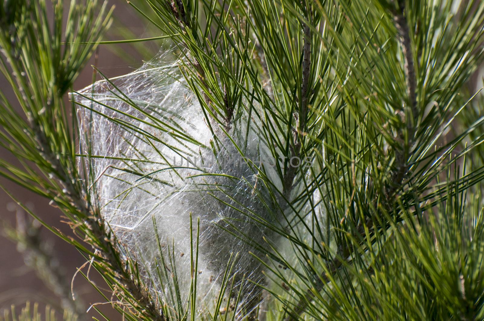 caterpillar cocoon they do in the pines