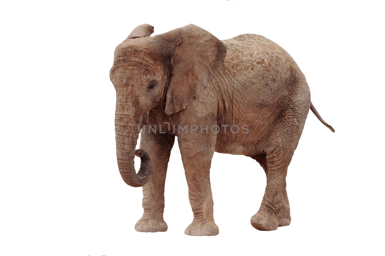 picture of a beautiful african elephant isolated on white