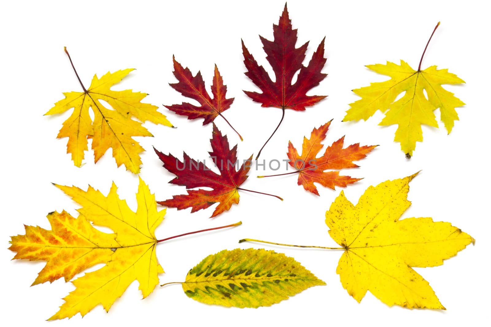 collection of colorful autumn leaves isolated on white background 