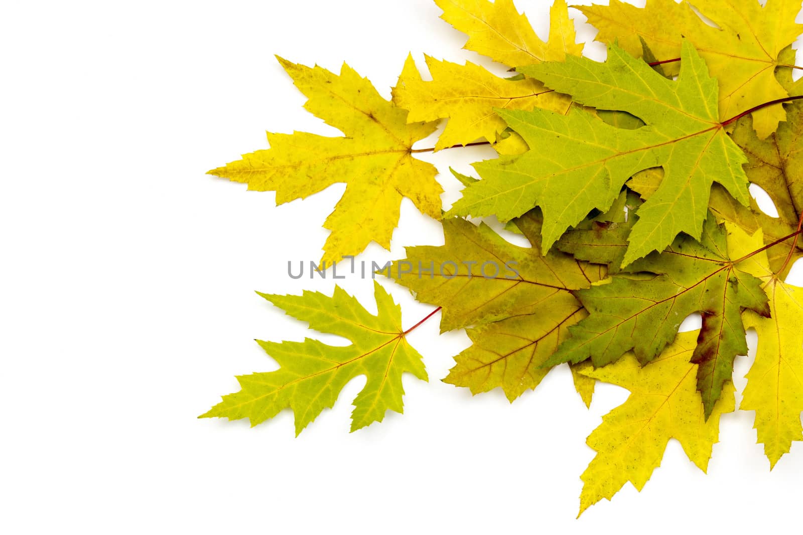autumn maple leaves