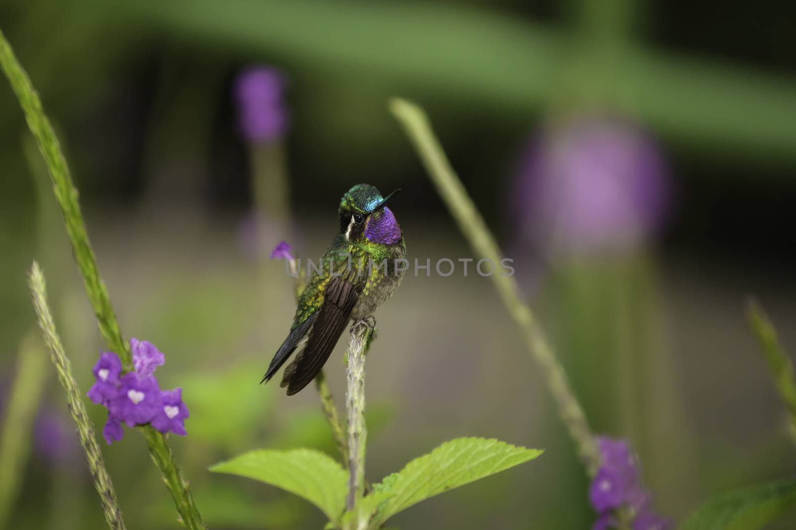 Hummingbird-Purple-throated Mountain Gem  by billberryphotography