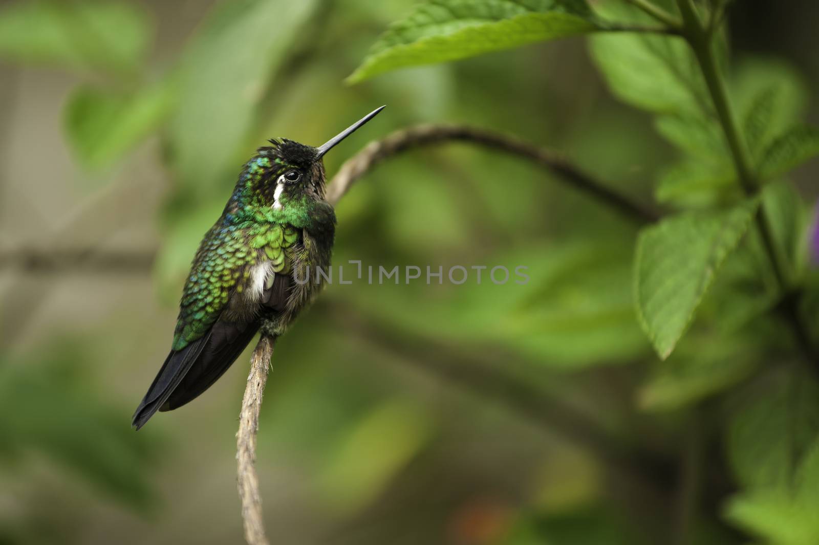 Purple-throated Mountain Gem Hummingbird by billberryphotography