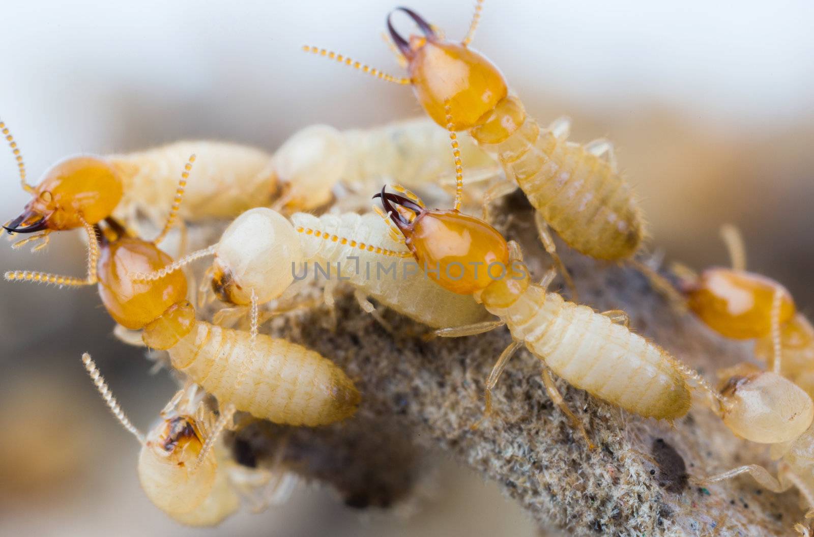 Termites in Thailand by smuay