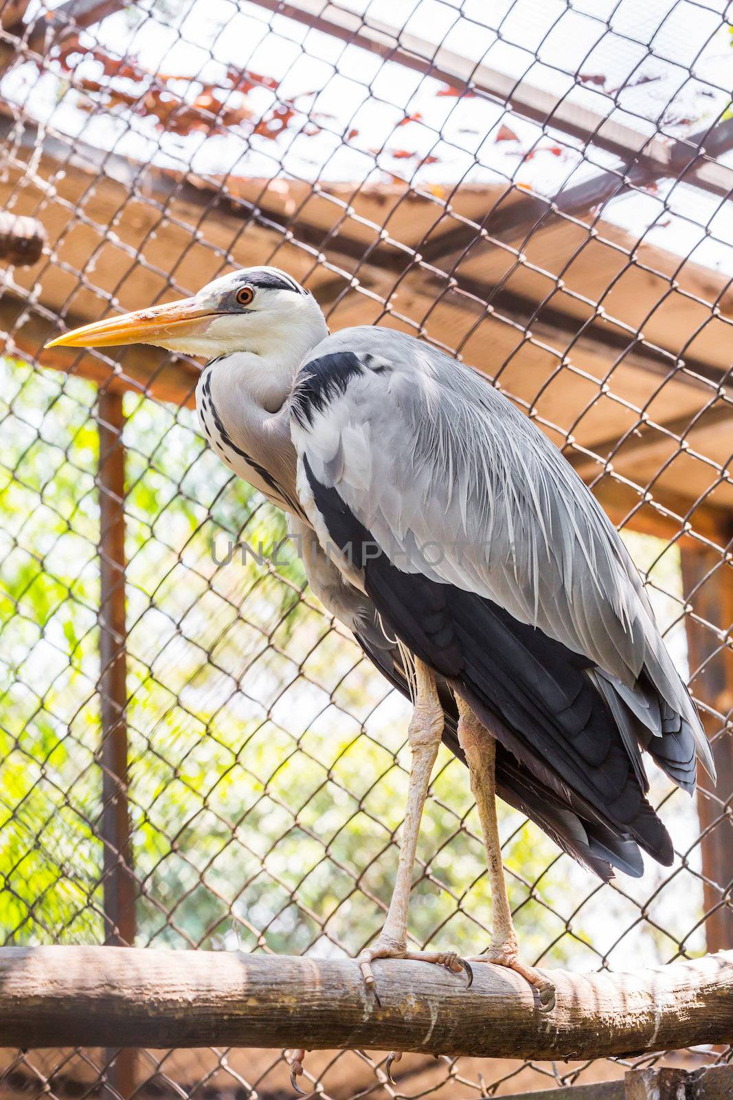 White stork in zoo looking outside without freedom