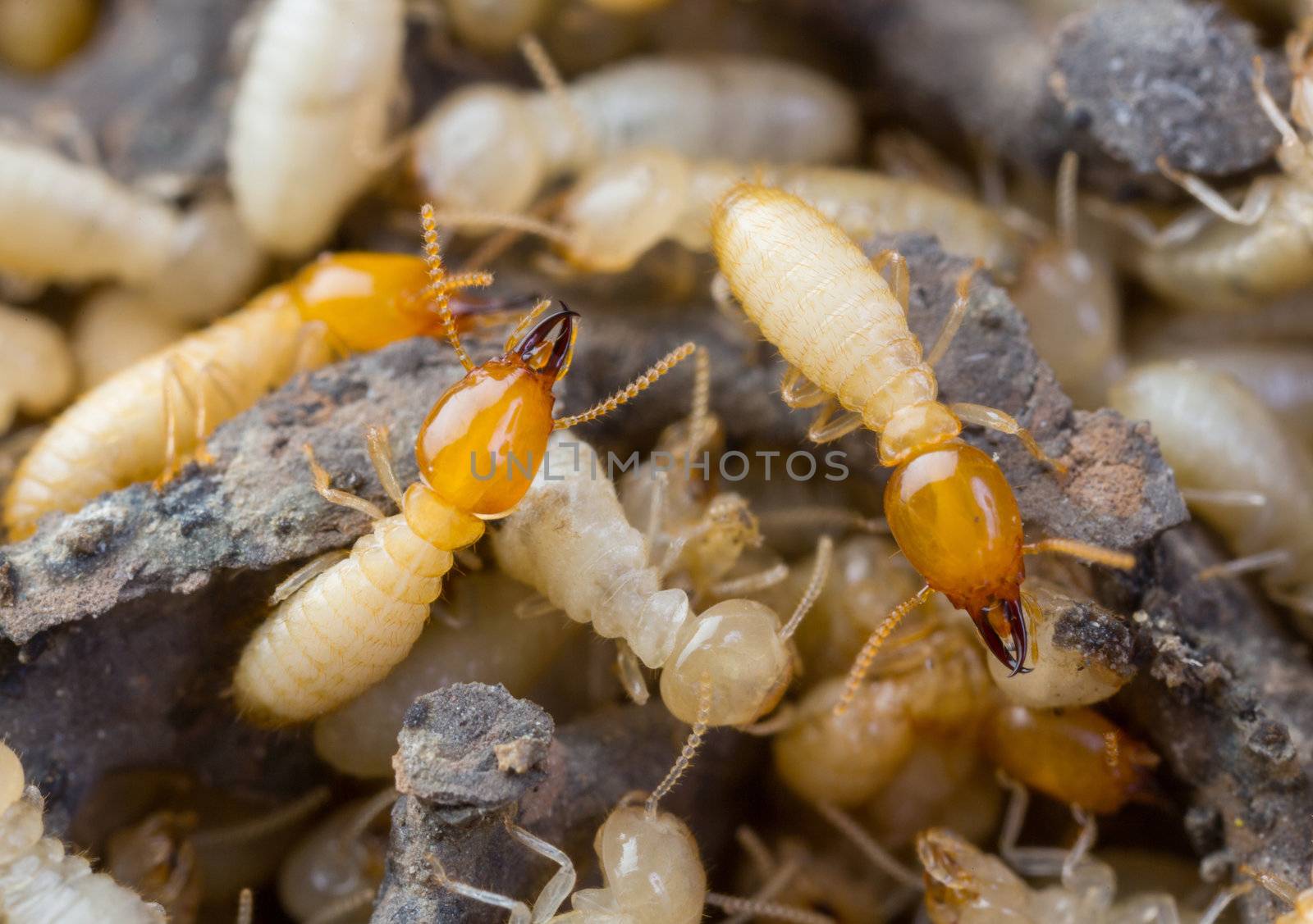 Termites in Thailand by smuay