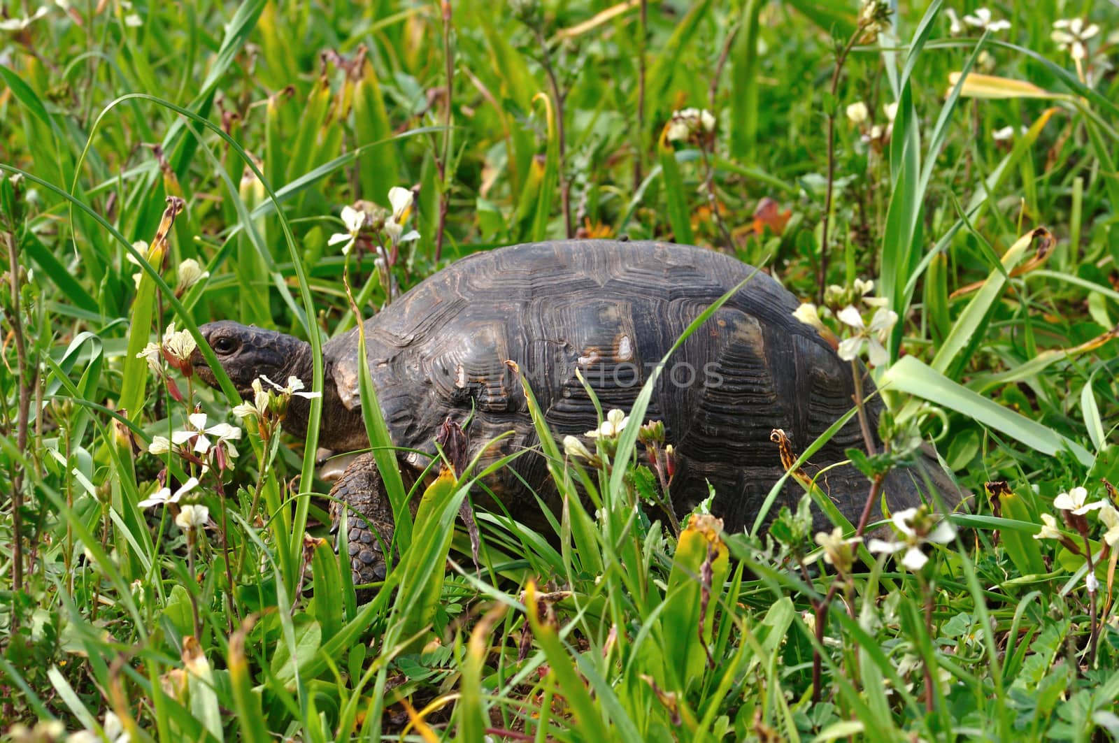 Turtle among blooming wild flowers and green grass. Spring background.