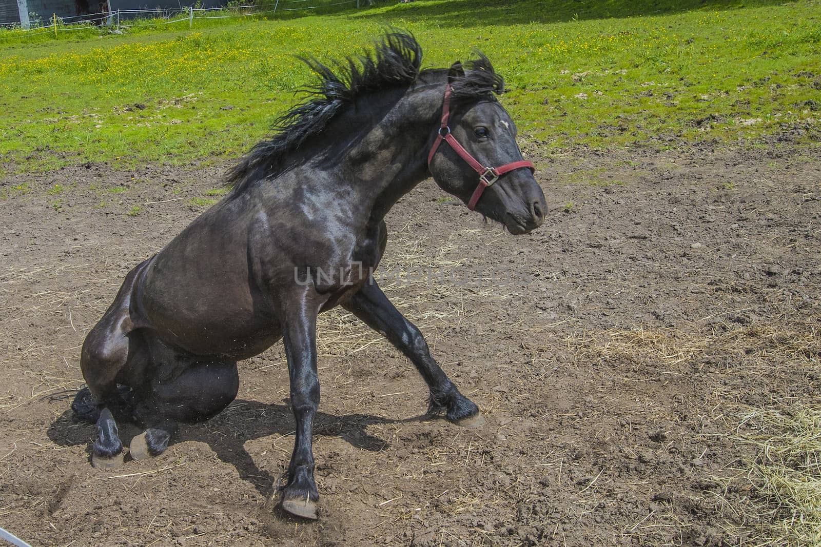 Wallow around in the sand. The image is shot at a farm in Aremark municipality that borders to Halden municipality, Norway.