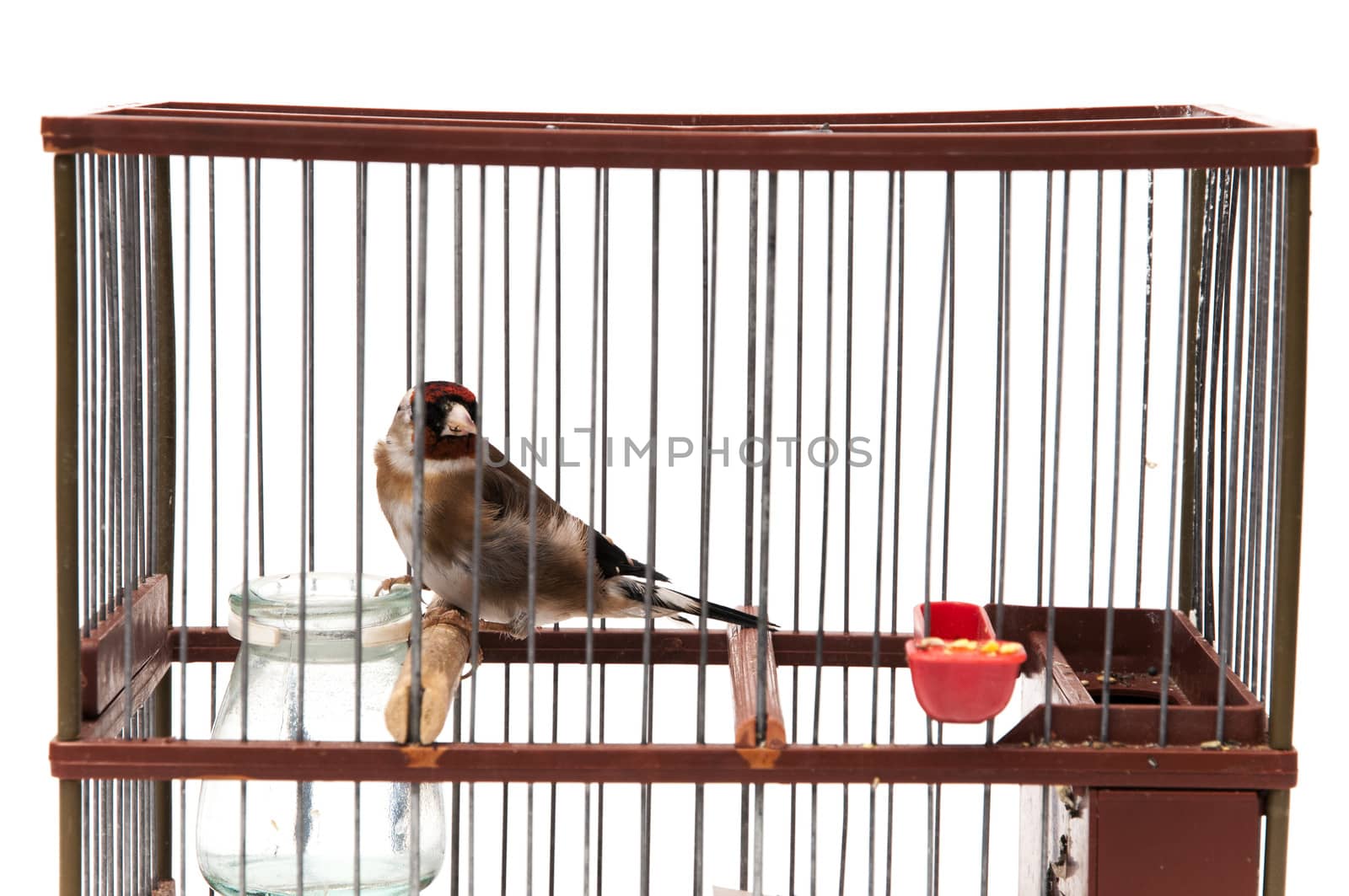 goldfinch in a cage and staring at me sitting on a white background
