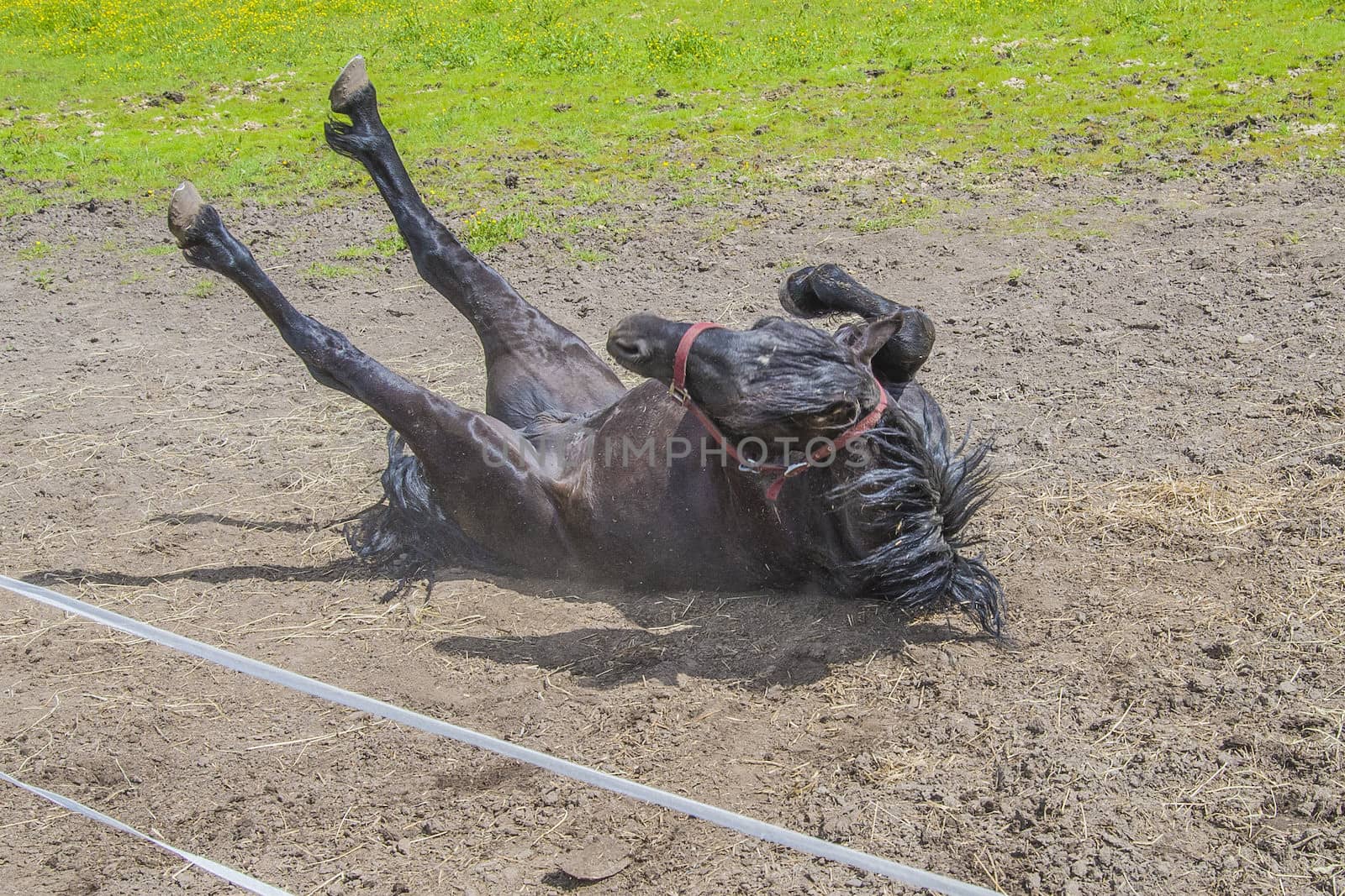 Wallow around in the sand. The image is shot at a farm in Aremark municipality that borders to Halden municipality, Norway.