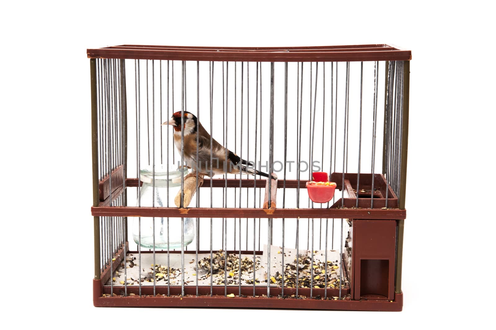 goldfinch in a cage and staring at me sitting on a white background