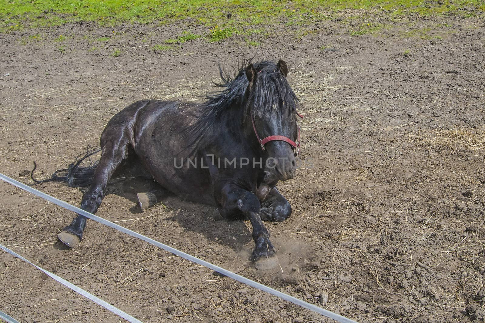 Wallow around in the sand. The image is shot at a farm in Aremark municipality that borders to Halden municipality, Norway.