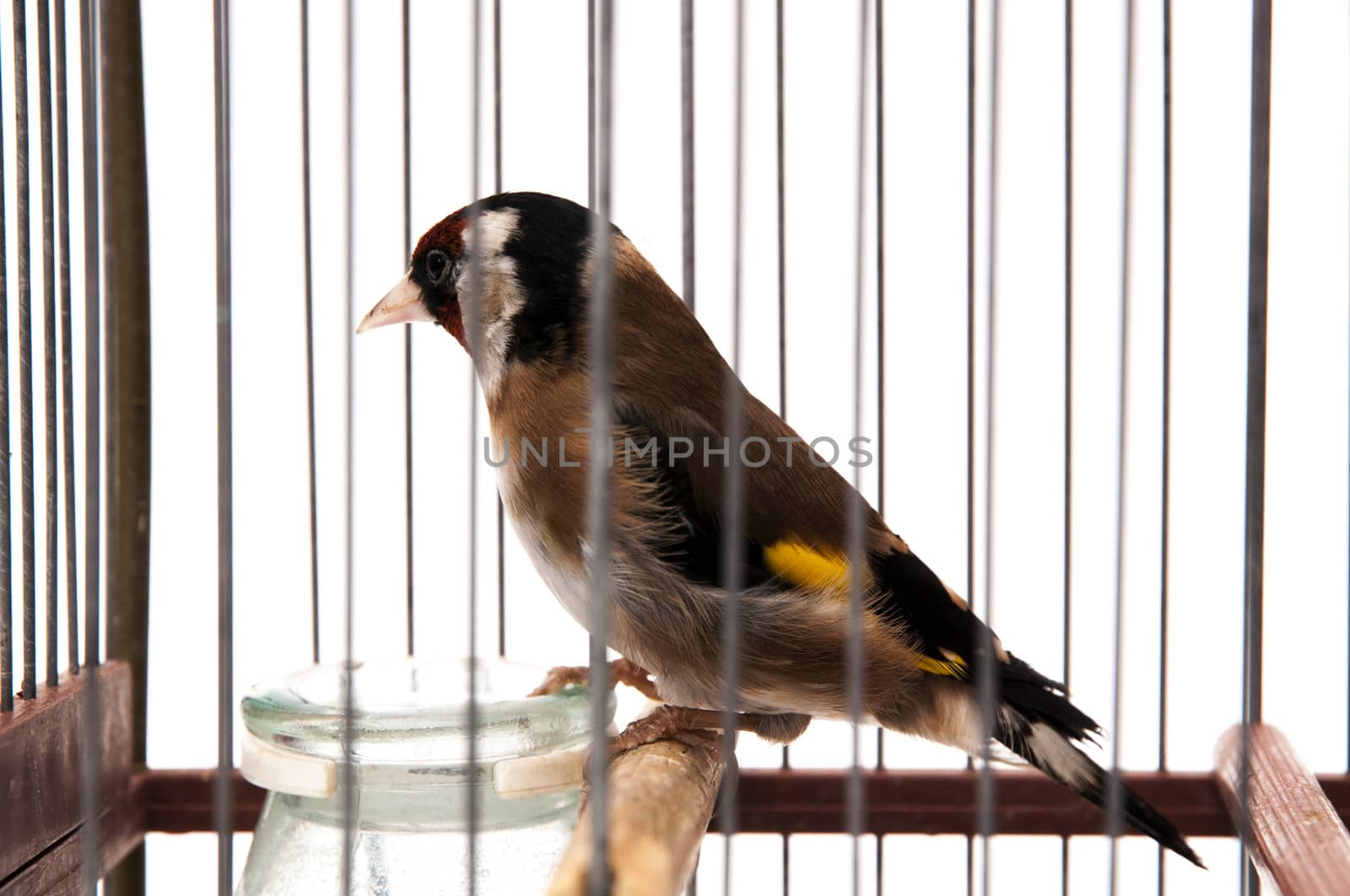 goldfinch in a cage and staring at me sitting on a white background