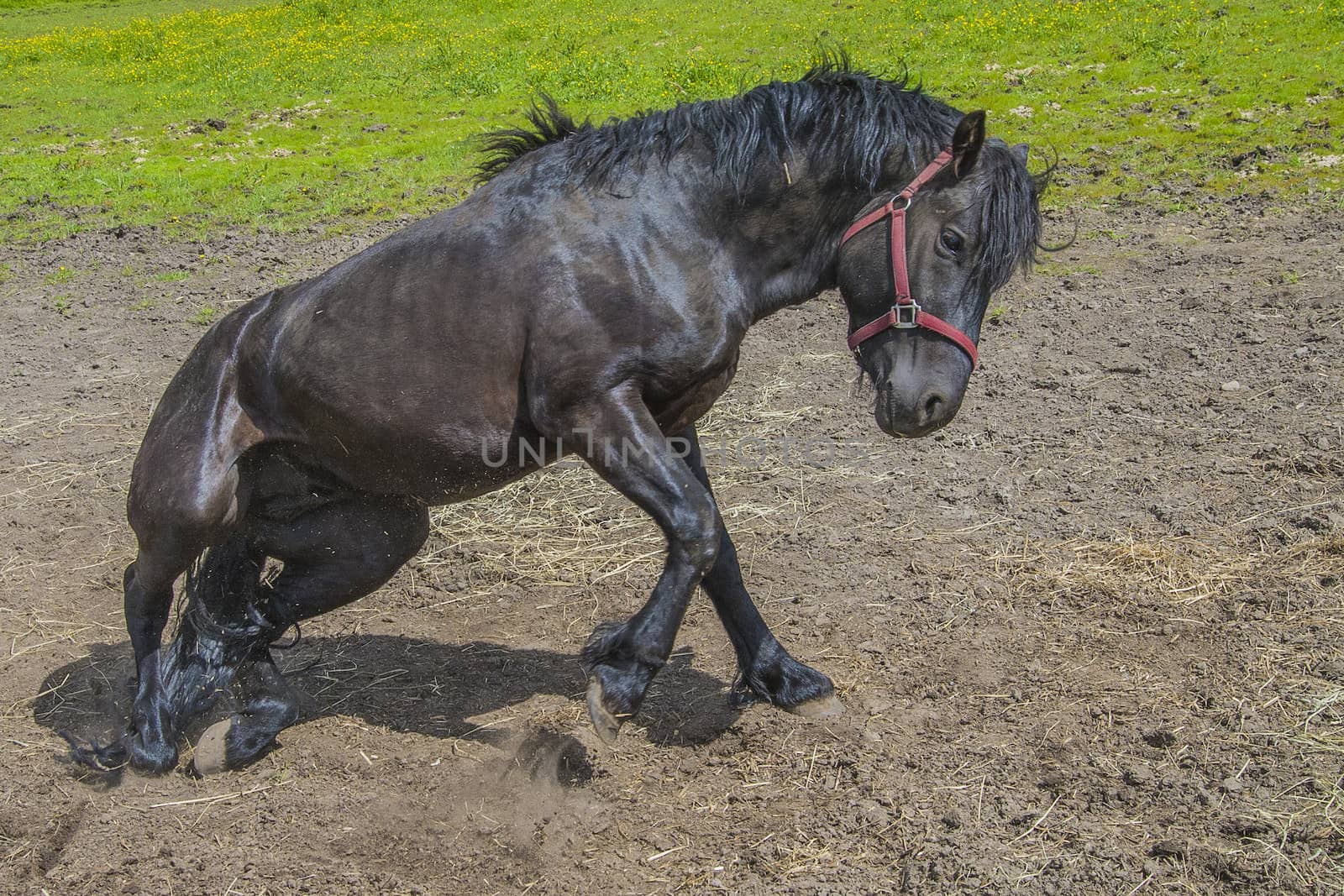 Wallow around in the sand. The image is shot at a farm in Aremark municipality that borders to Halden municipality, Norway.