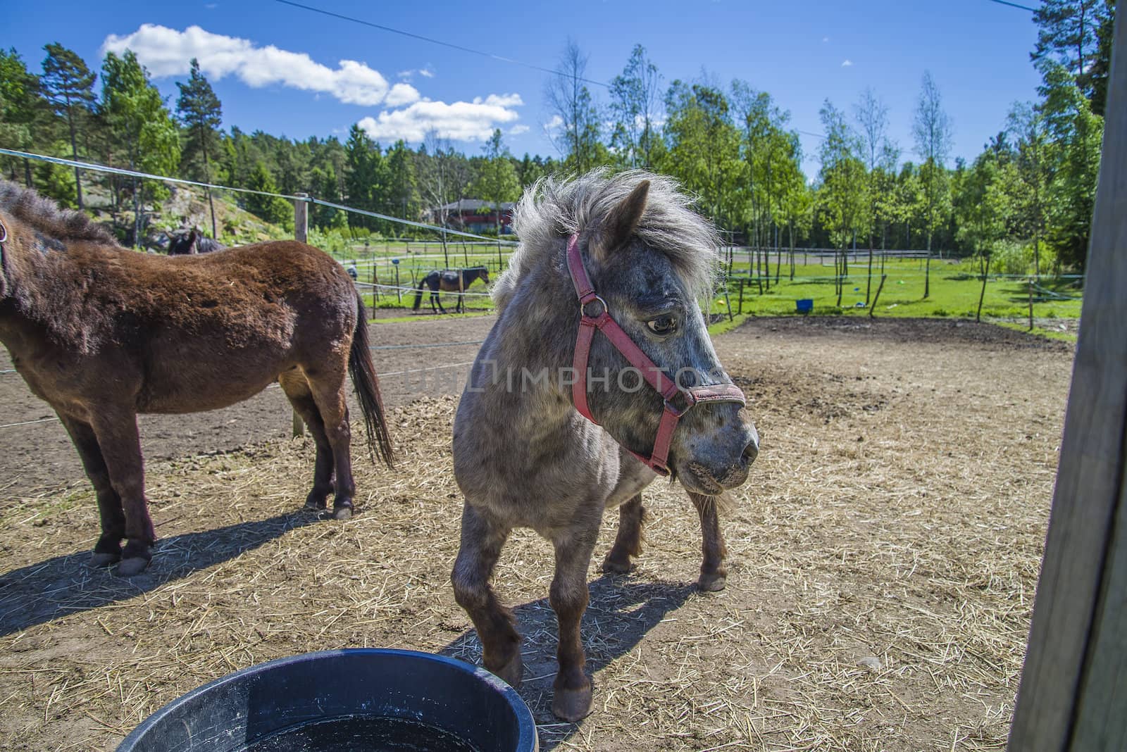 The Shetland pony is a breed of pony originating in the Shetland Isles. Shetlands range in size from a minimum height of approximately 28 inches (71 cm) to an official maximum height of 11 hands high (107 cm) at the withers (11.2 hands for American Shetlands). The image is shot at a riding school in L��kkevika,  located next to Halden, Norway.