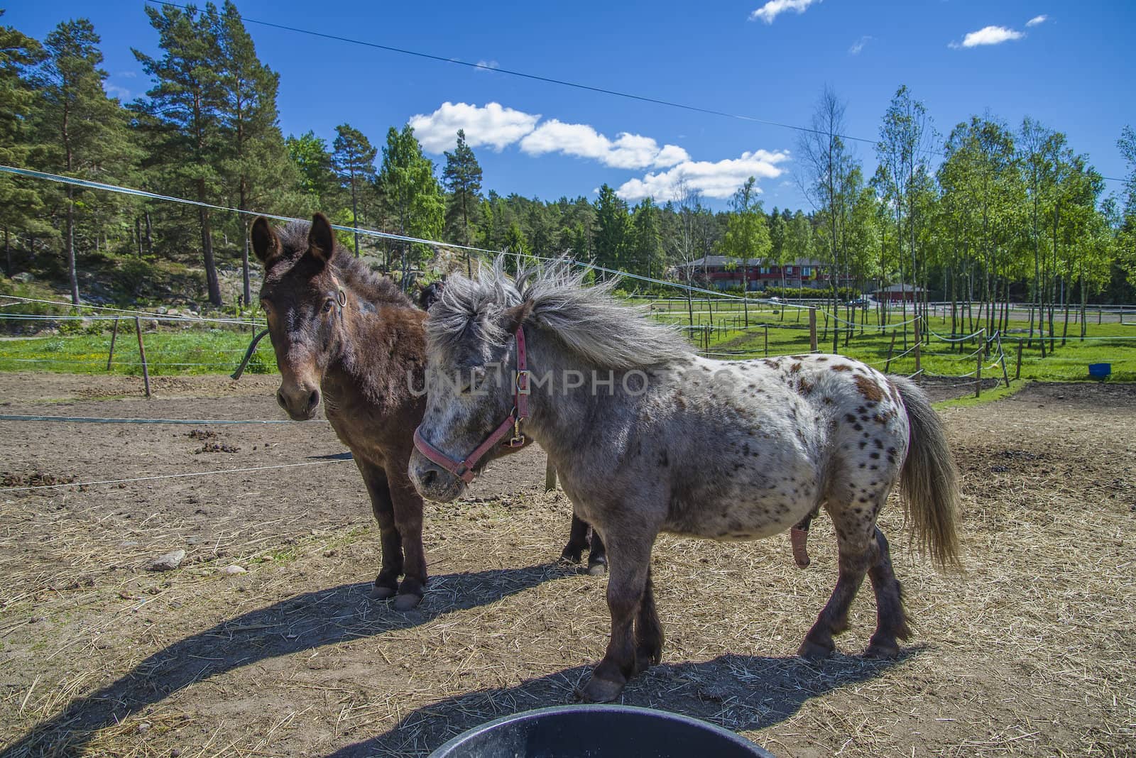 The Shetland pony is a breed of pony originating in the Shetland Isles. Shetlands range in size from a minimum height of approximately 28 inches (71 cm) to an official maximum height of 11 hands high (107 cm) at the withers (11.2 hands for American Shetlands). The image is shot at a riding school in L��kkevika,  located next to Halden, Norway.