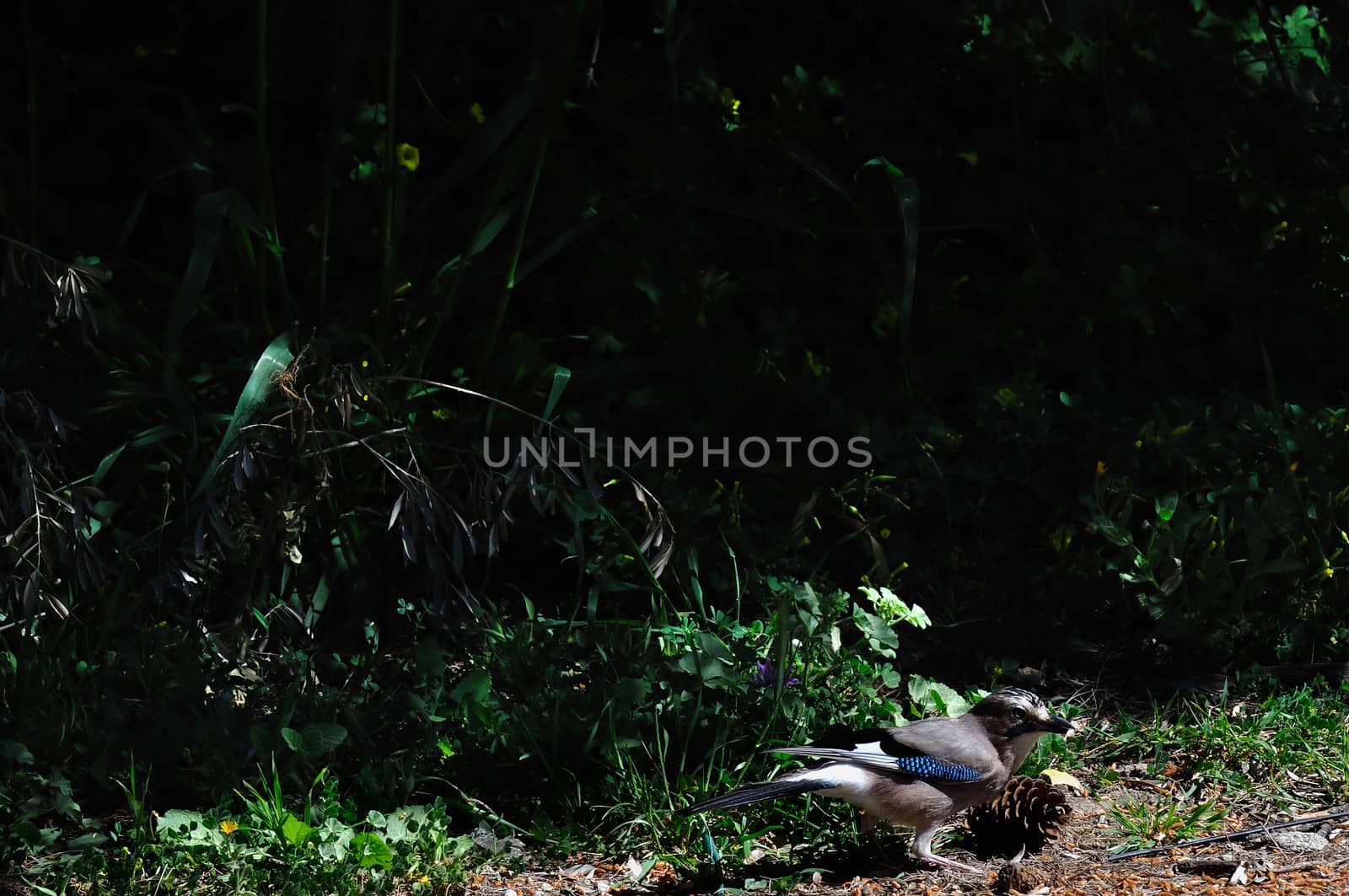 Eurasian jay passerine bird with blue and black wings feeding on pine cone seeds.