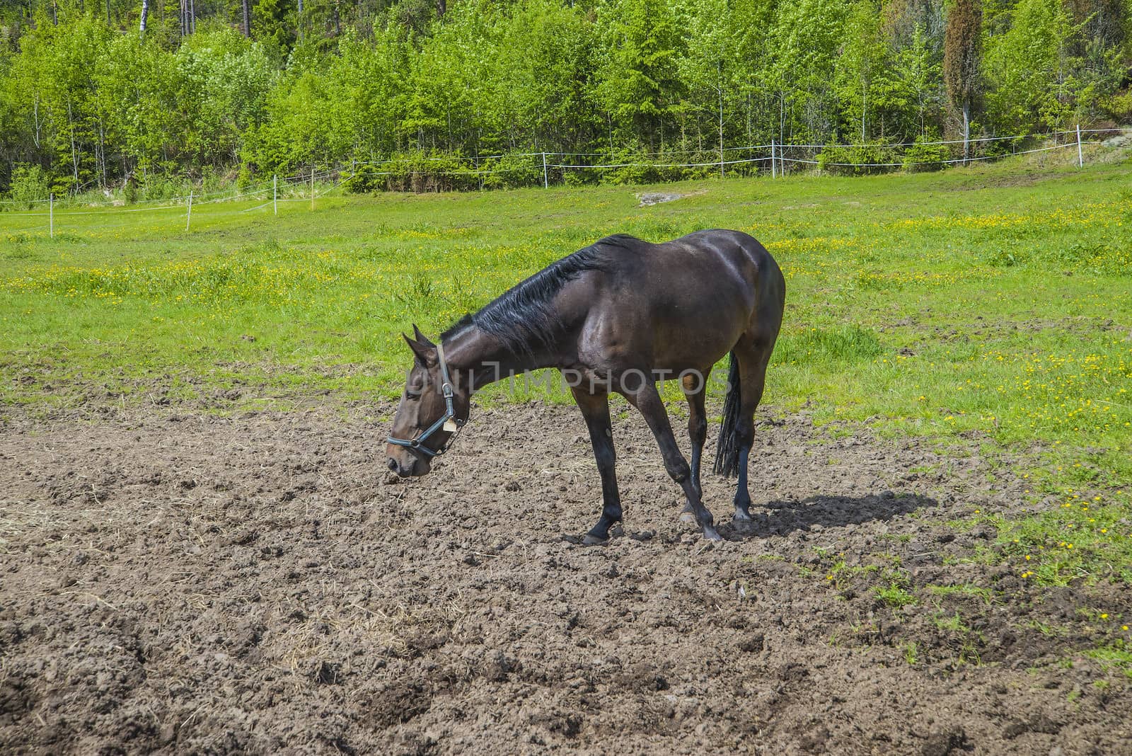 The image is shot at a farm in Aremark municipality that borders to Halden municipality, Norway