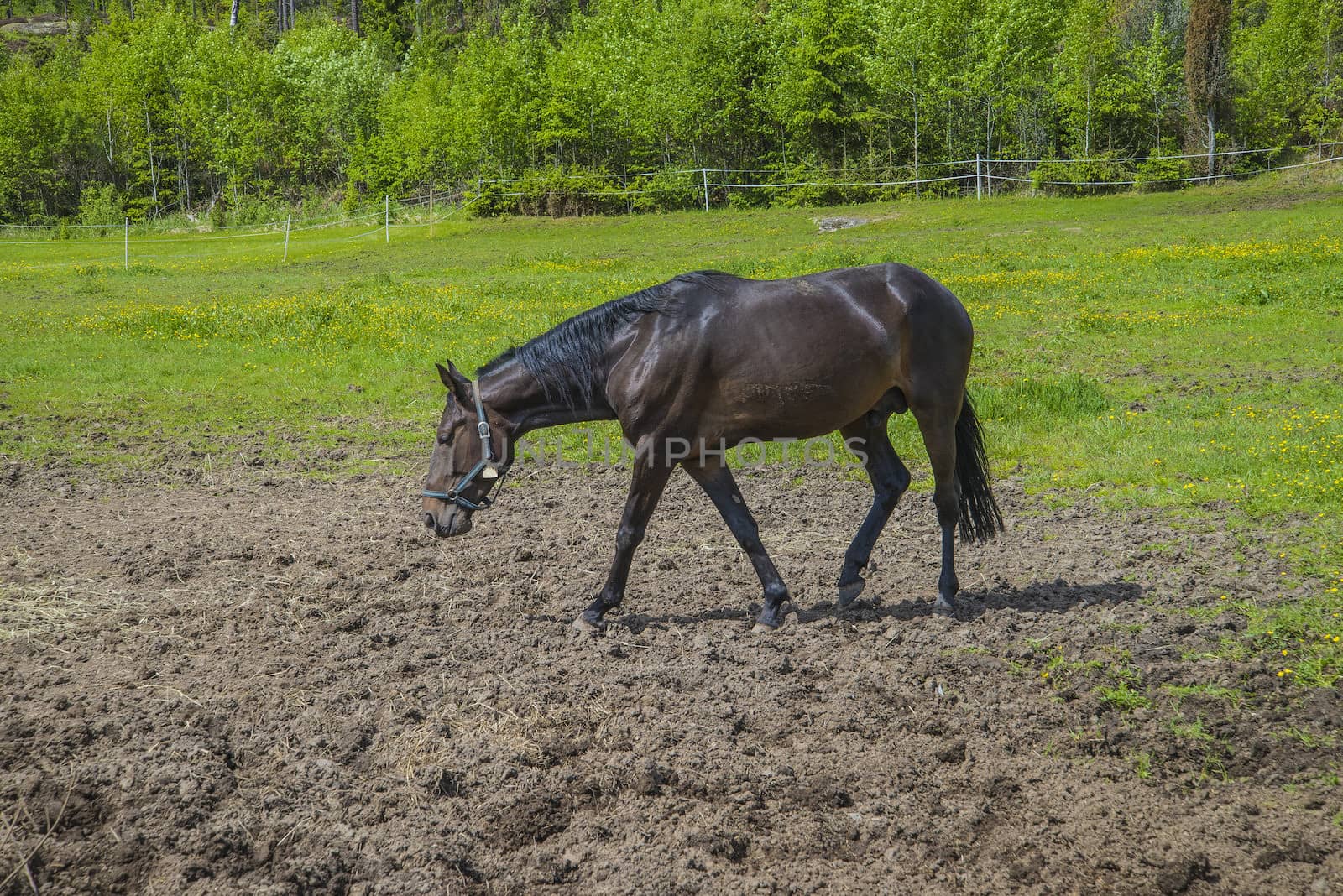 The image is shot at a farm in Aremark municipality that borders to Halden municipality, Norway