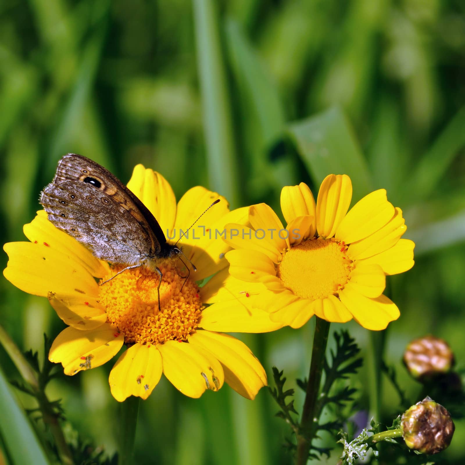 Butterfly feeding on yellow flower nectar. Spring background.